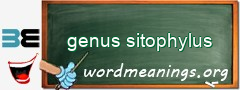 WordMeaning blackboard for genus sitophylus